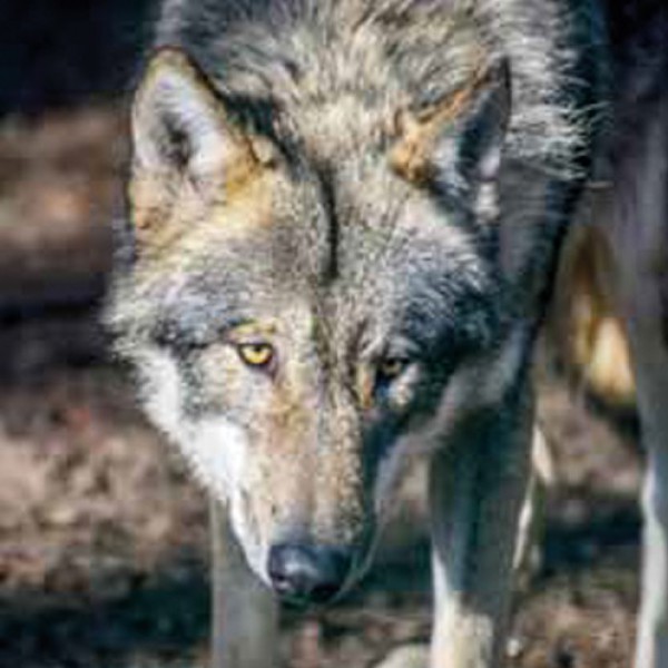 Euronetz Wolfnetz Jumbo 120/2 x 50m afrasteringsnet ter bescherming tegen wolven